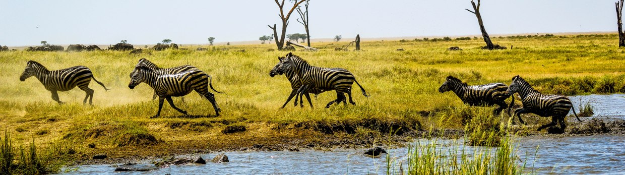 Common Zebras- Serengeti NP