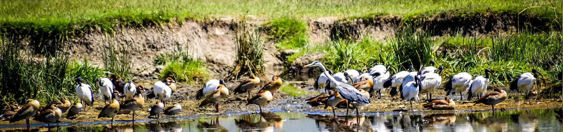 Aquatic Birds-Ngorongoro Crater