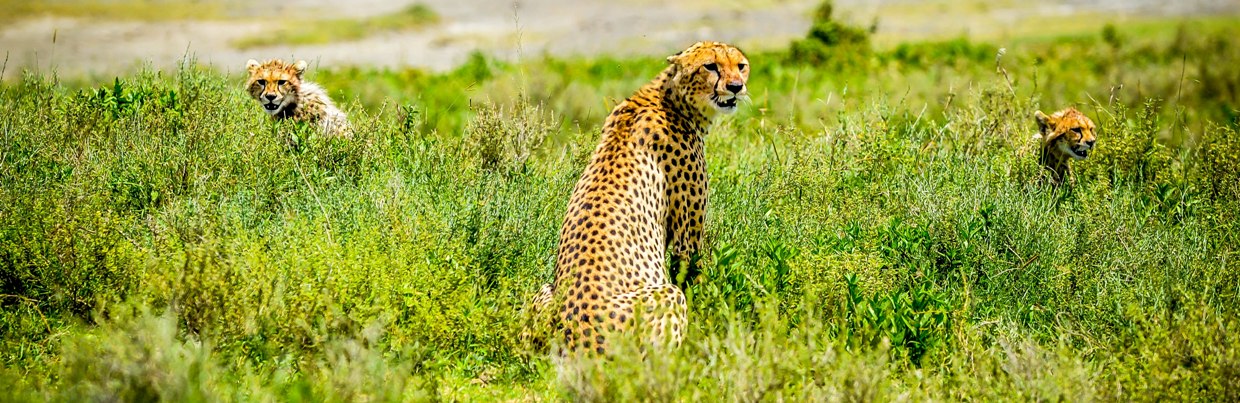 Cheetah and Cubs-Ndutu Ngorongoro