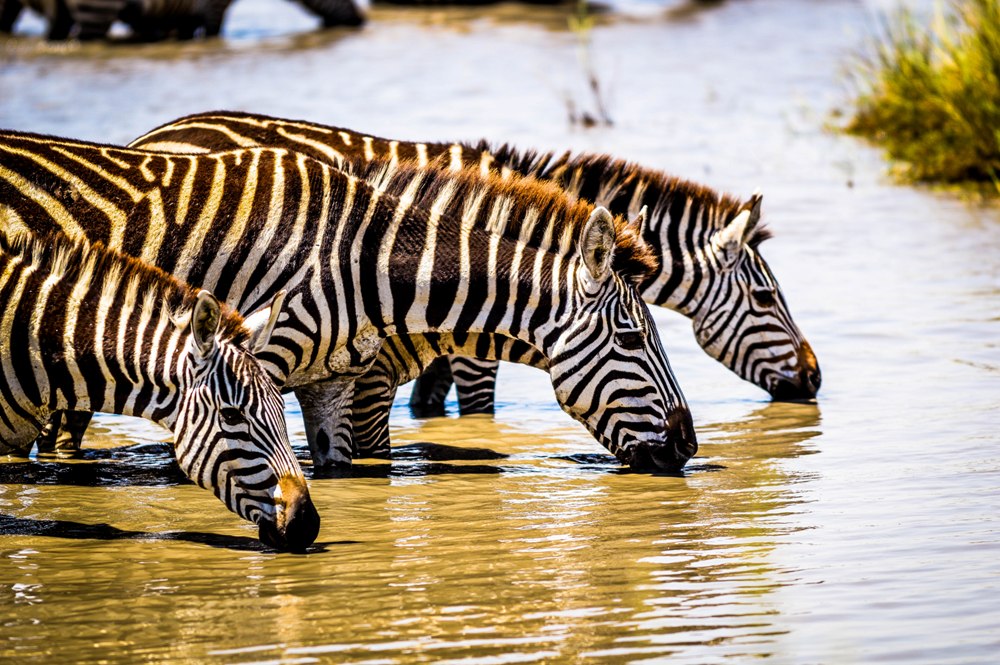 Common Zebras Drinking- Serengeti NP