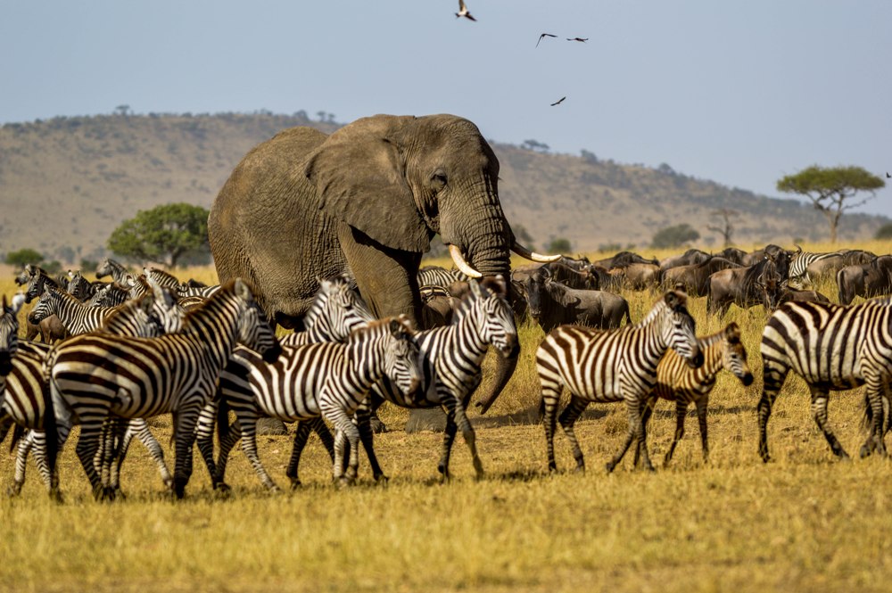 Elephant Bull and Zebras- Serengeti NP