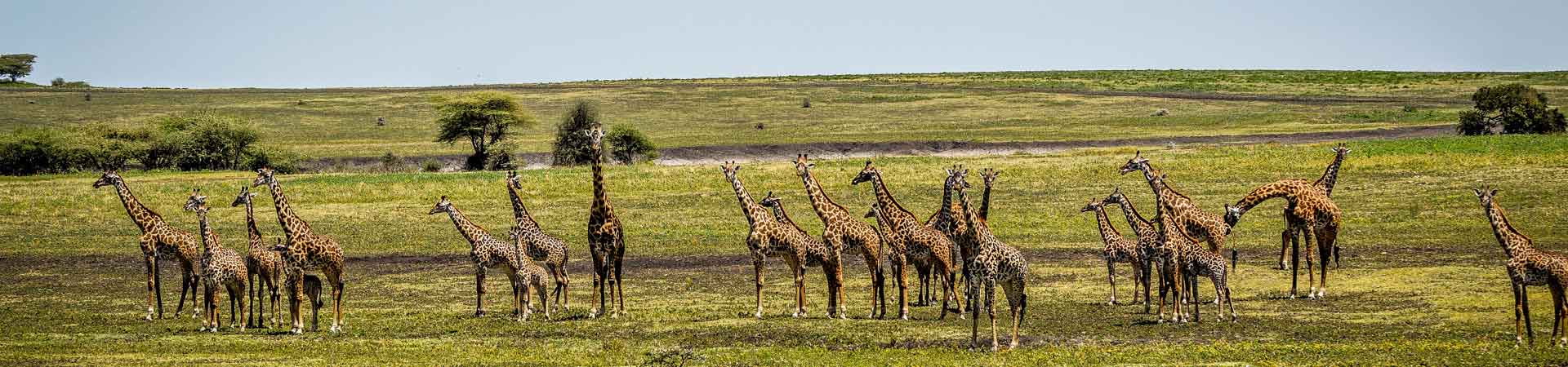 Giraffe at ndutu Safari