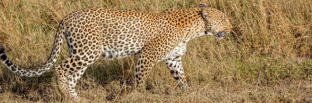 Leopard- Tarangire National park