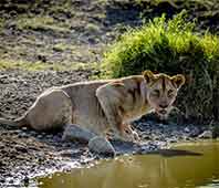 Lioness Drinking - Serengeti Nantional park