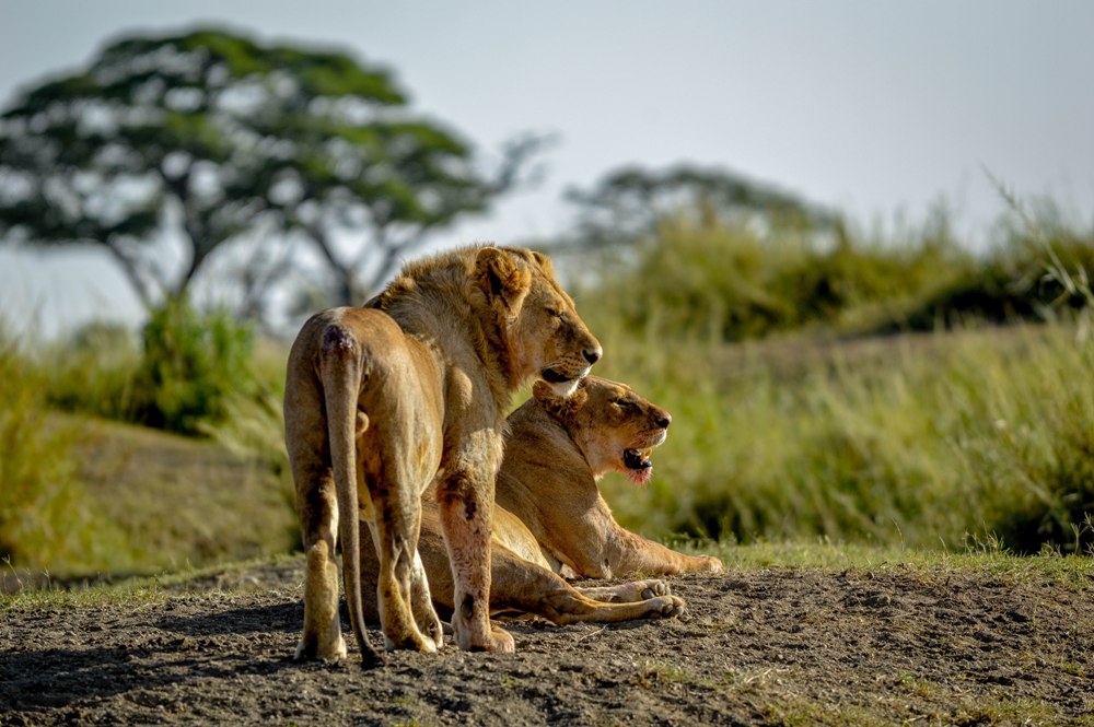 Male and Female Lion 2- Serengeti NP