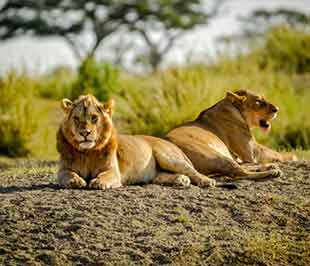 Male and Female Lion - Serengeti National park