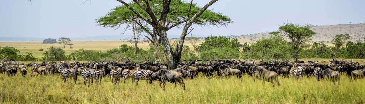 Tanzania Wildlife Safari Tanzania Wildlife Safari