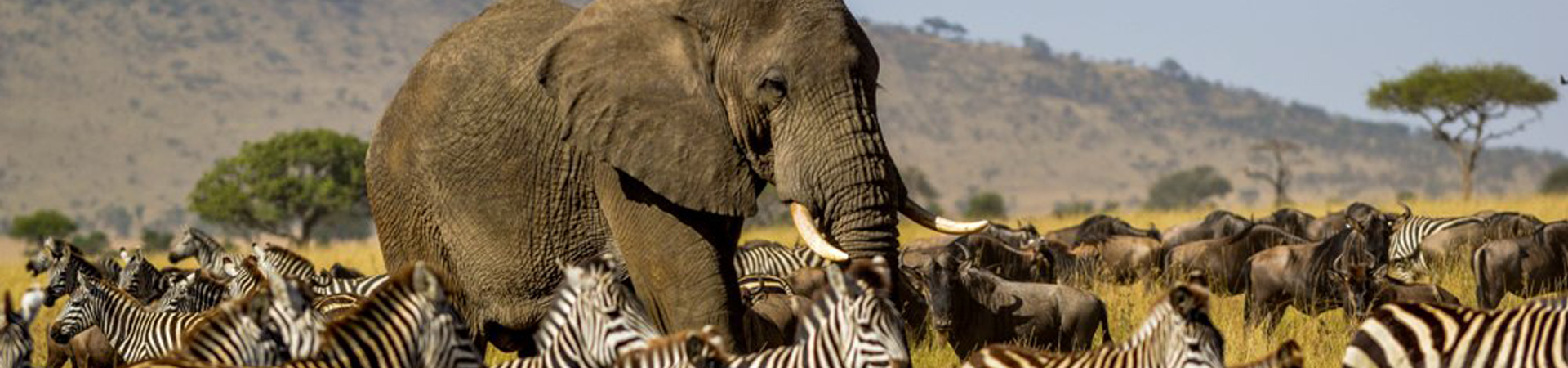 great migration serengeti masai mara