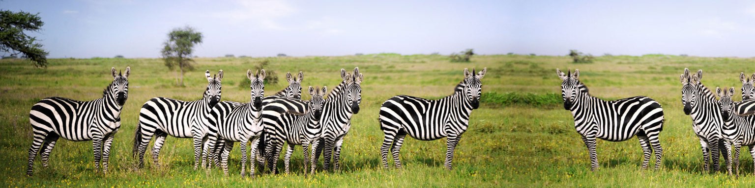 katavi-national-park-zebras