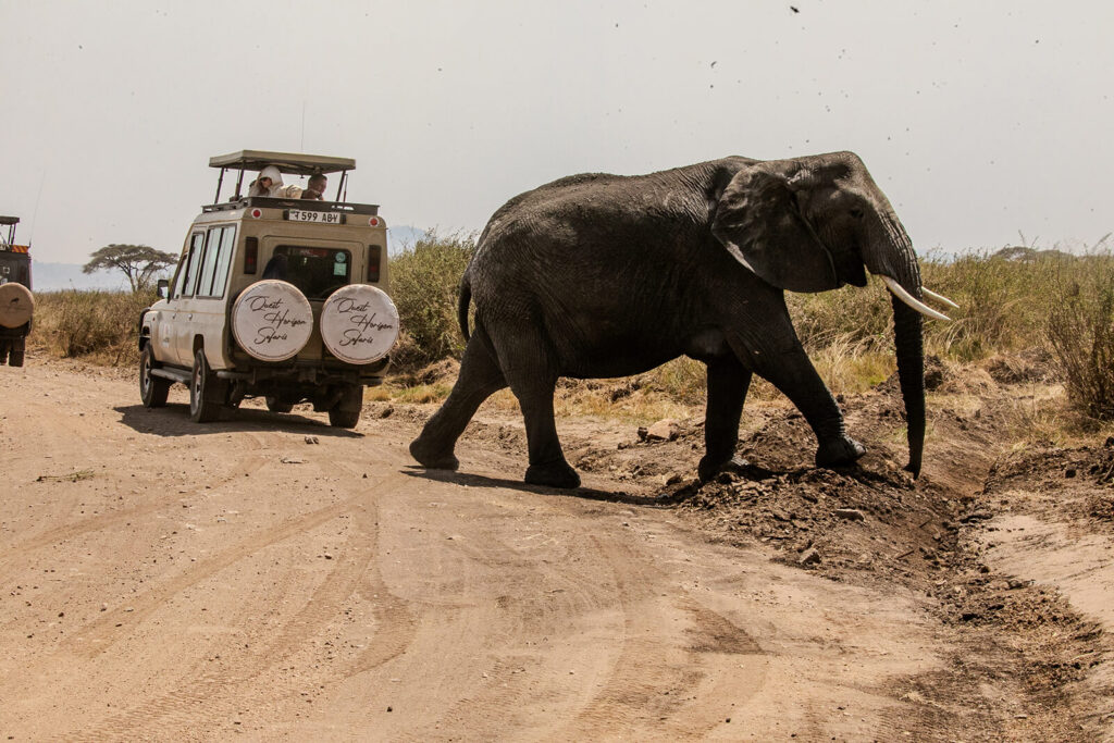 <strong>Full-Day Northern Serengeti and Mara River Safari</strong>