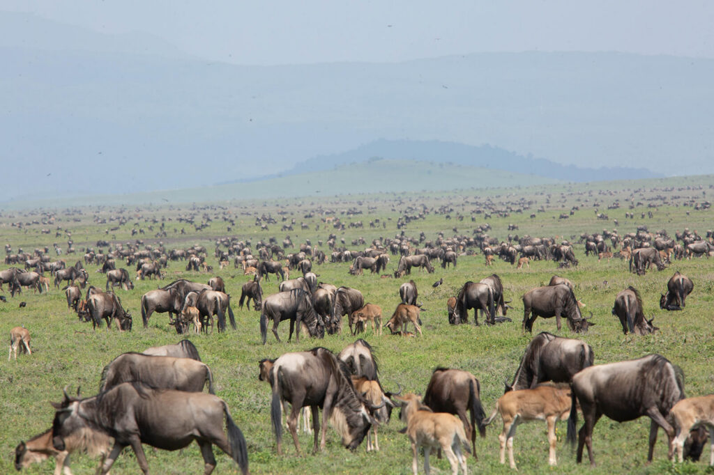 <strong>Full-Day Great Migration and Predator Safari</strong>