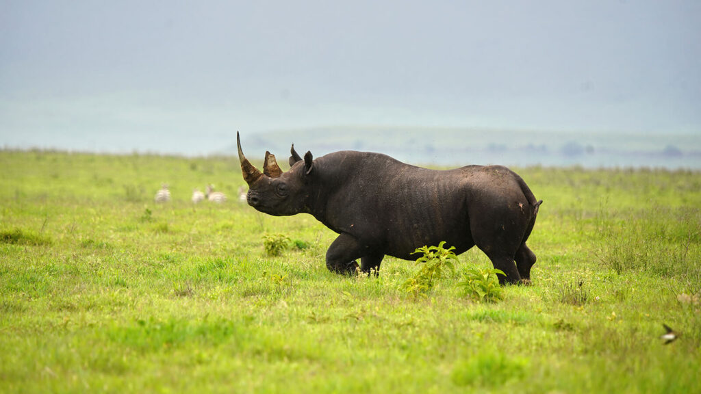 <strong><strong><strong>Ngorongoro Crater Safari</strong></strong></strong>