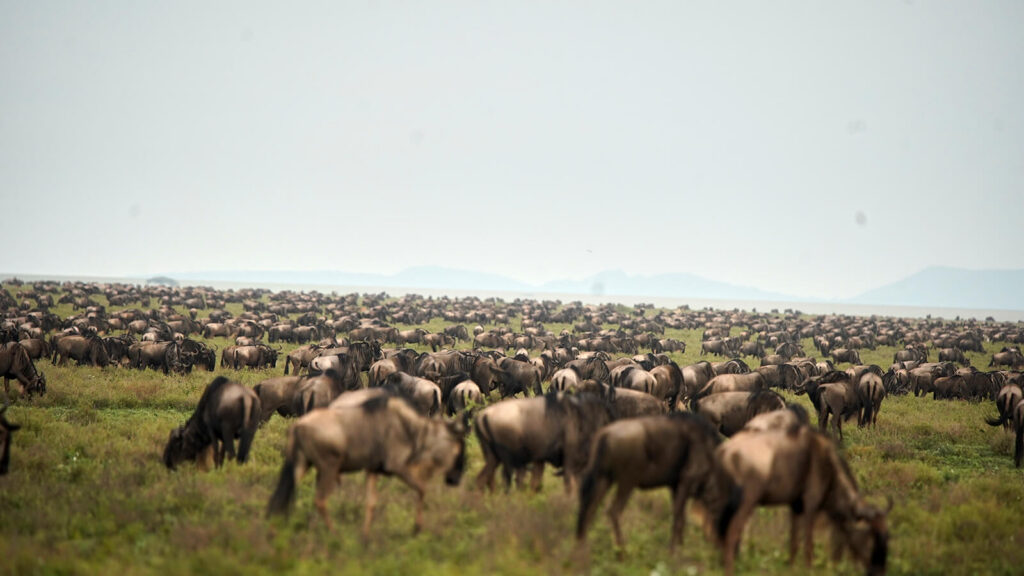 <strong><strong><strong>Second Full Day in Central Serengeti</strong></strong></strong>