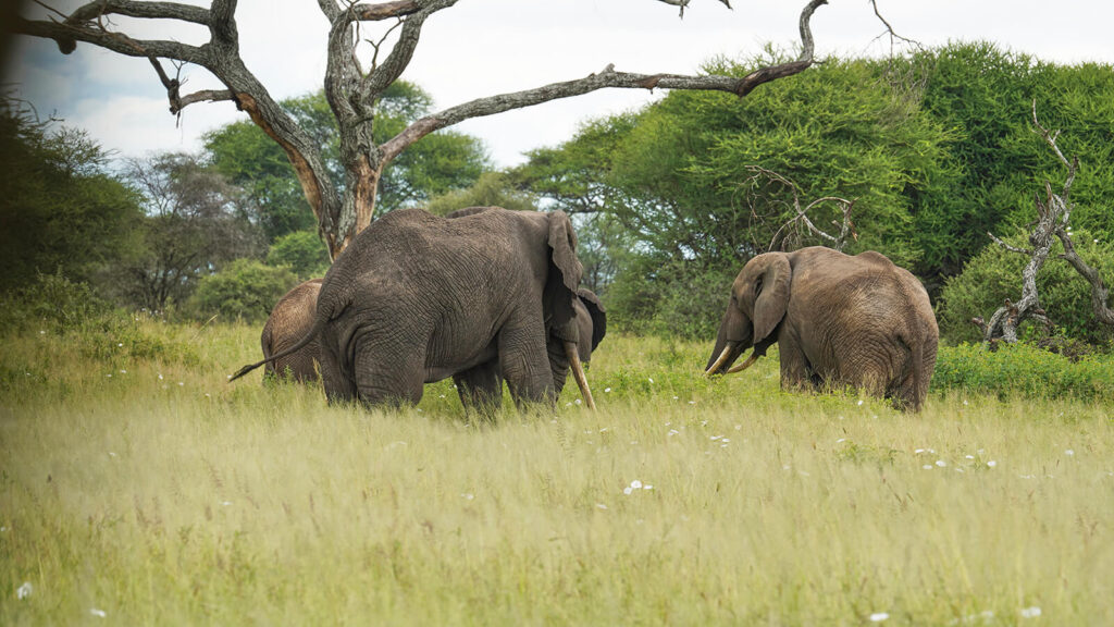 Arusha to Tarangire National Park