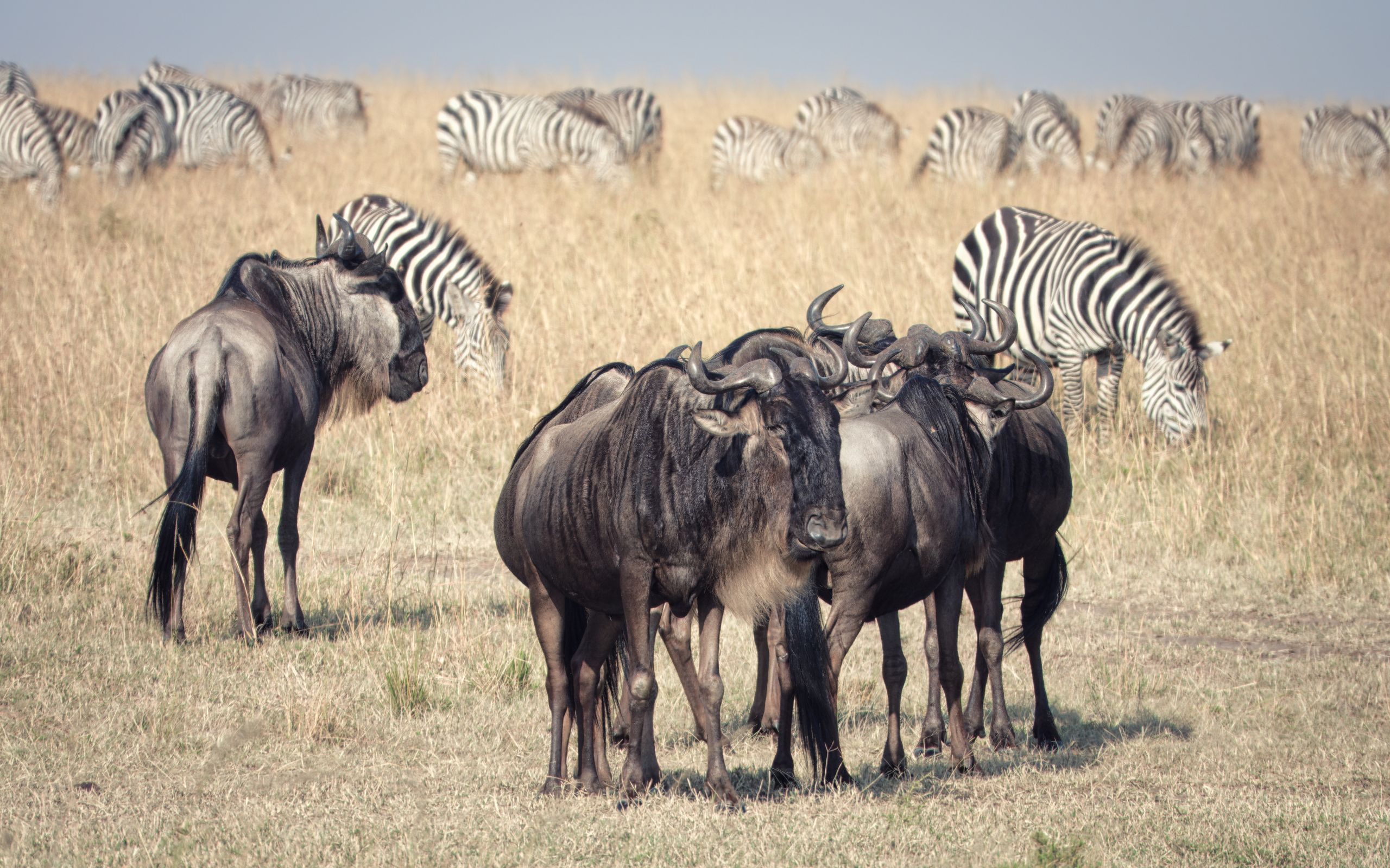 A herd of wildebeest and zebras grazing in the Maasai Mara, Kenya.