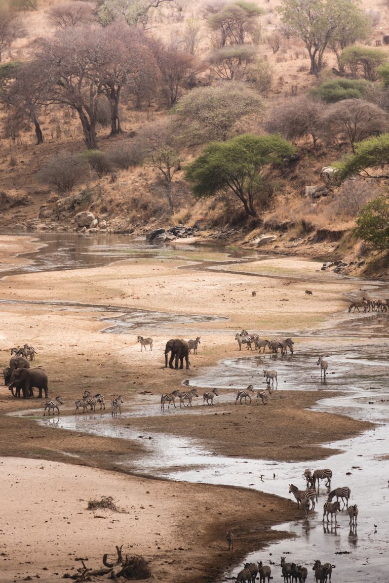 Elephants and zebras gather at a river in Tanzania's scenic landscape.