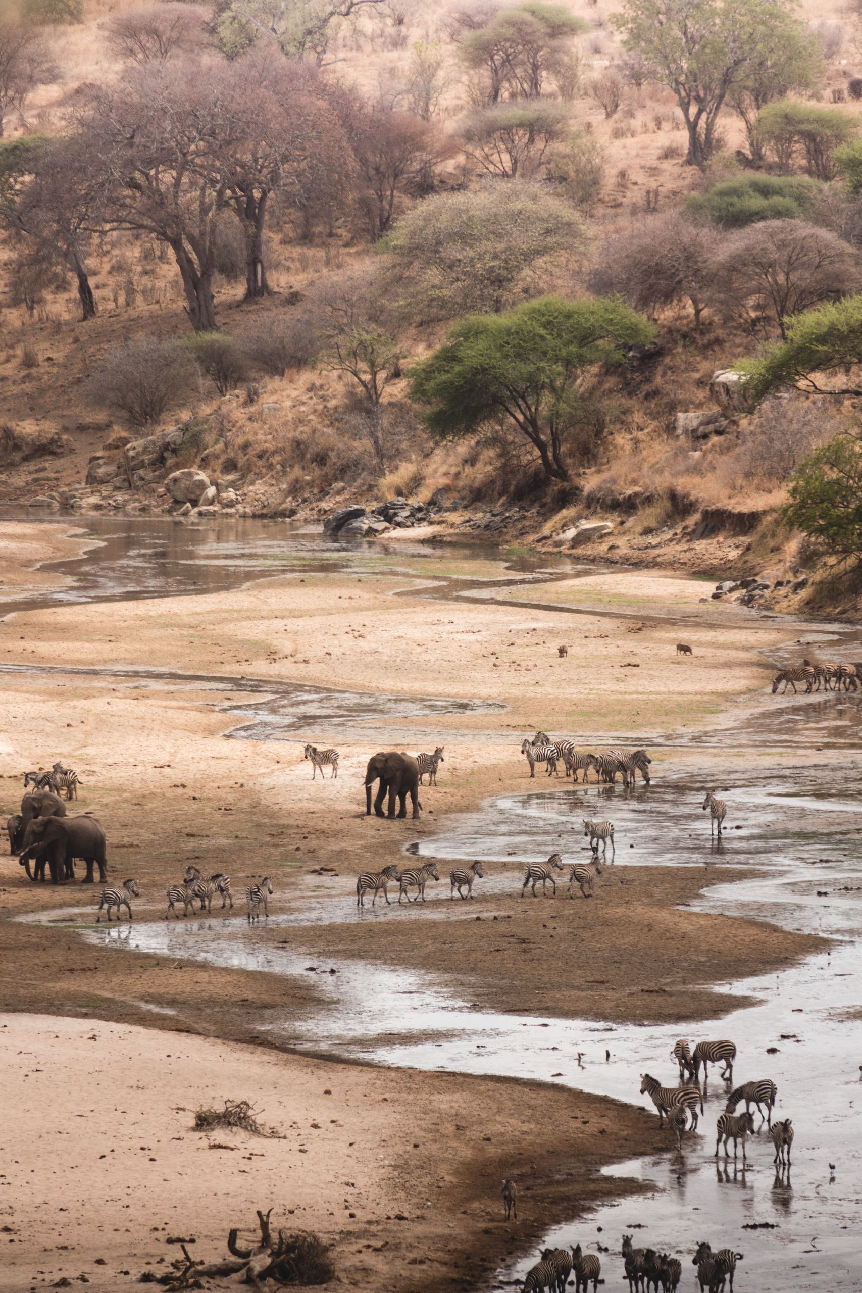 Elephants and zebras gather at a river in Tanzania's scenic landscape.