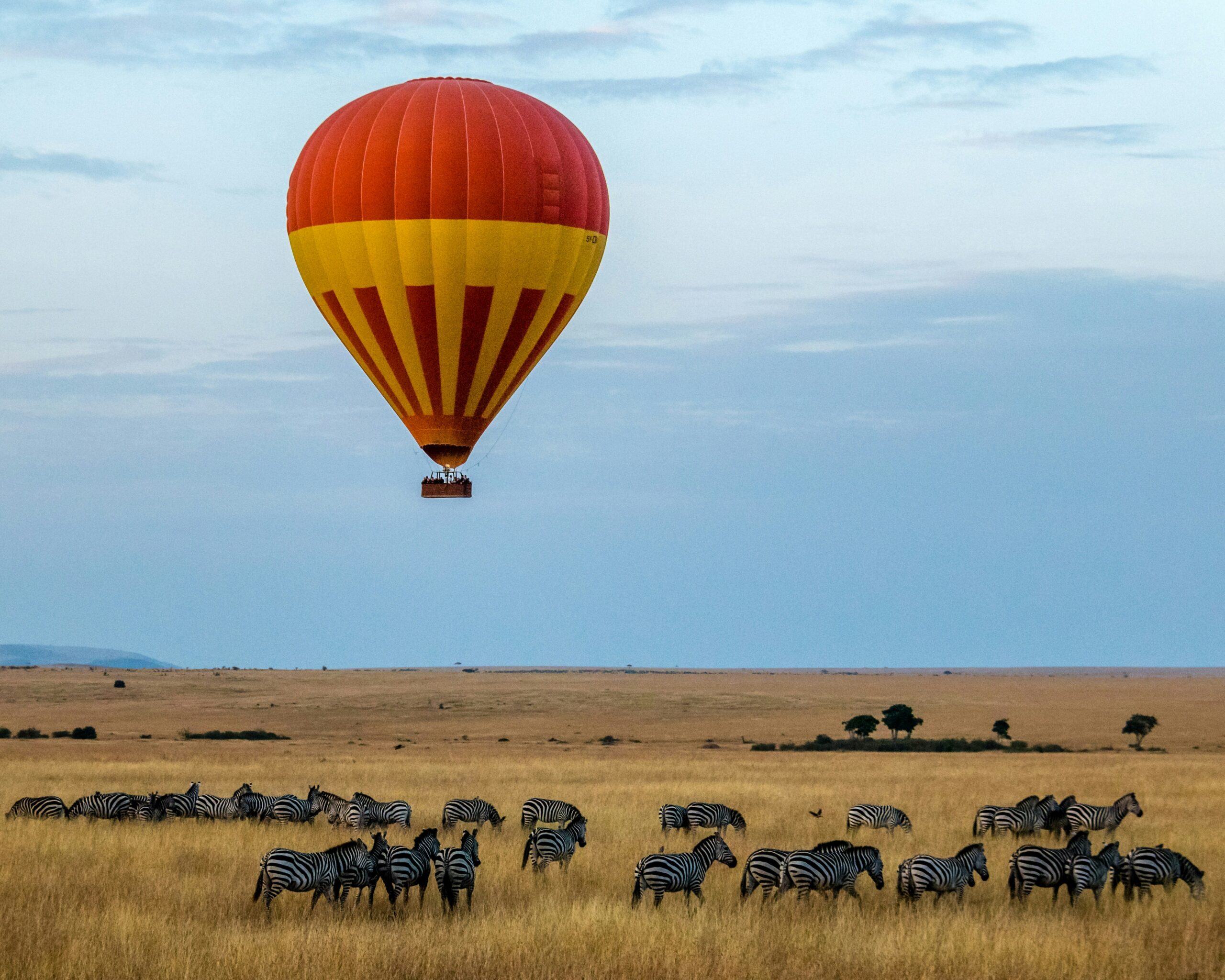 solo safari