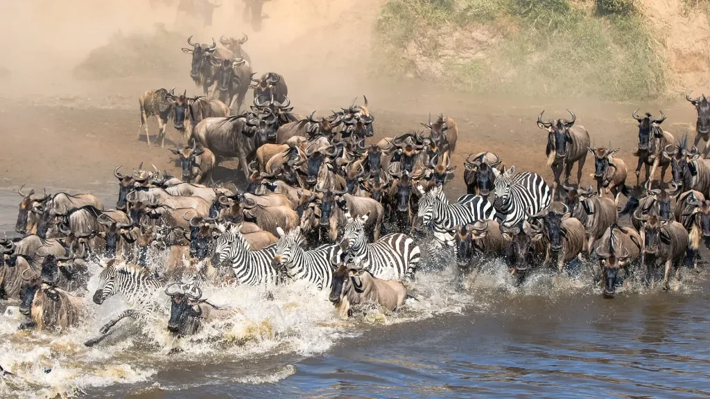 <strong>Full-Day Central Serengeti Safari</strong>