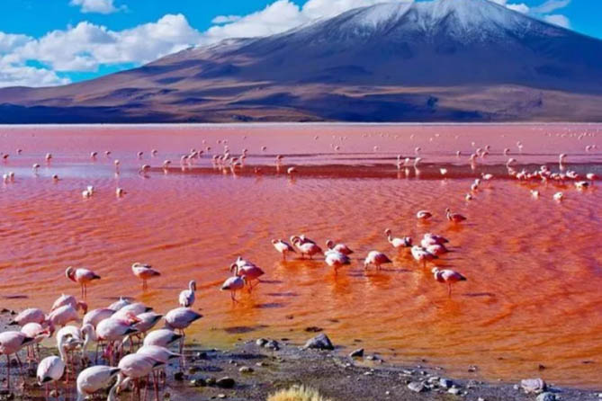 Wildlife Highlights in Lake Natron