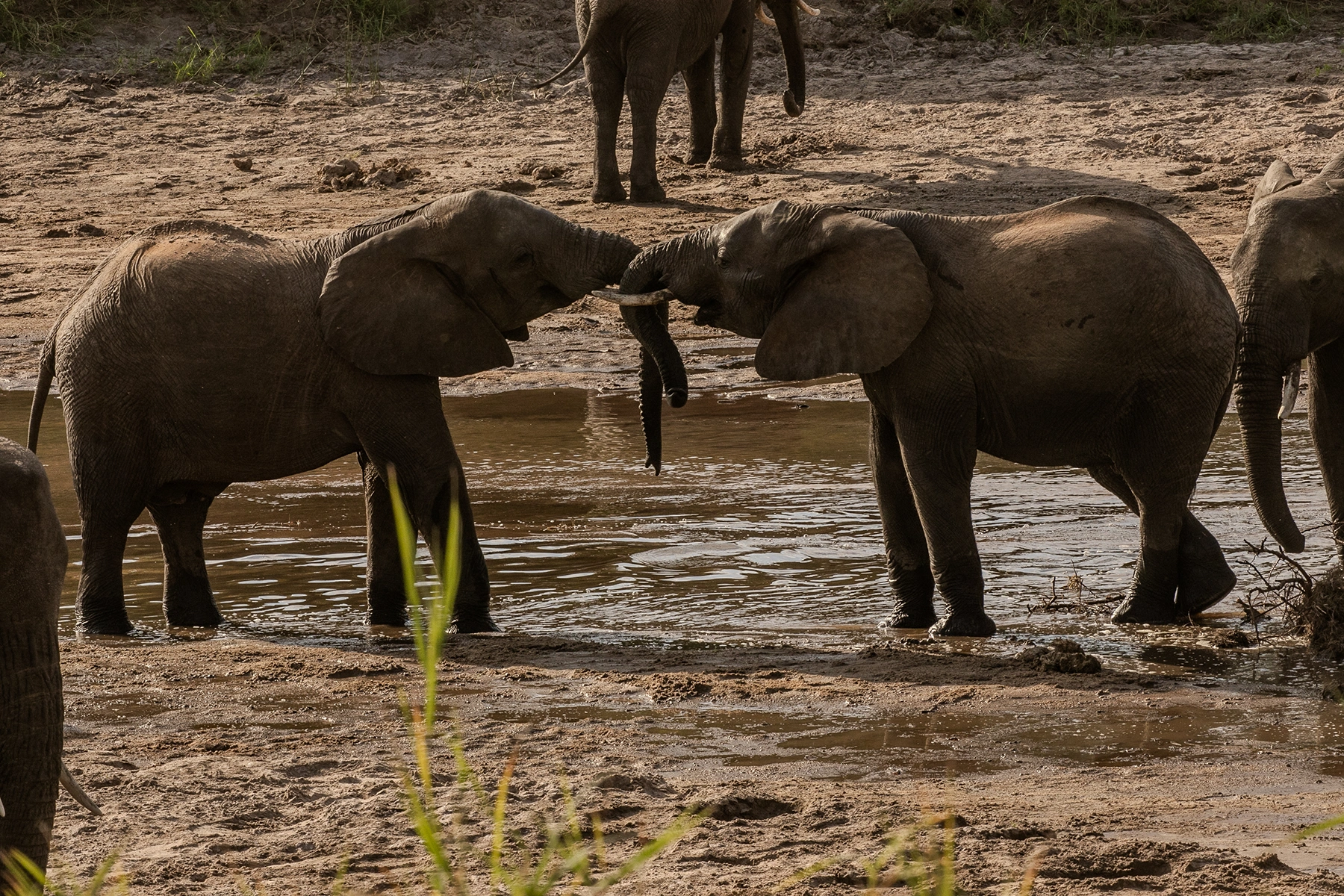 Elephants