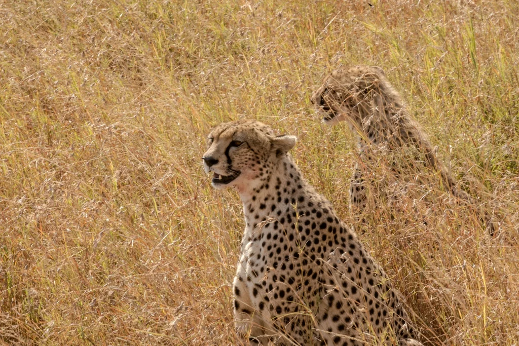 Predators