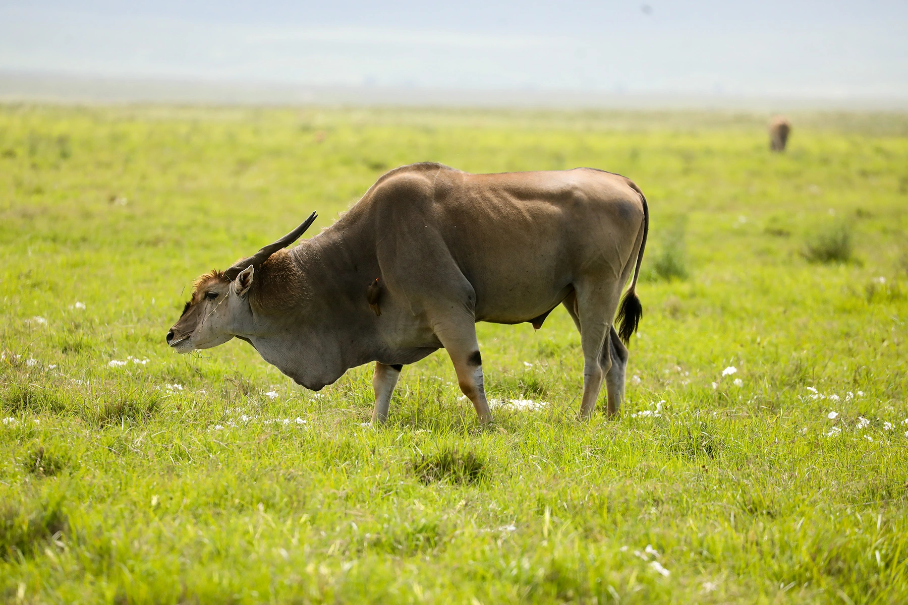 2G6A5583 Taurotragus oryx in Ngorongoro National park
