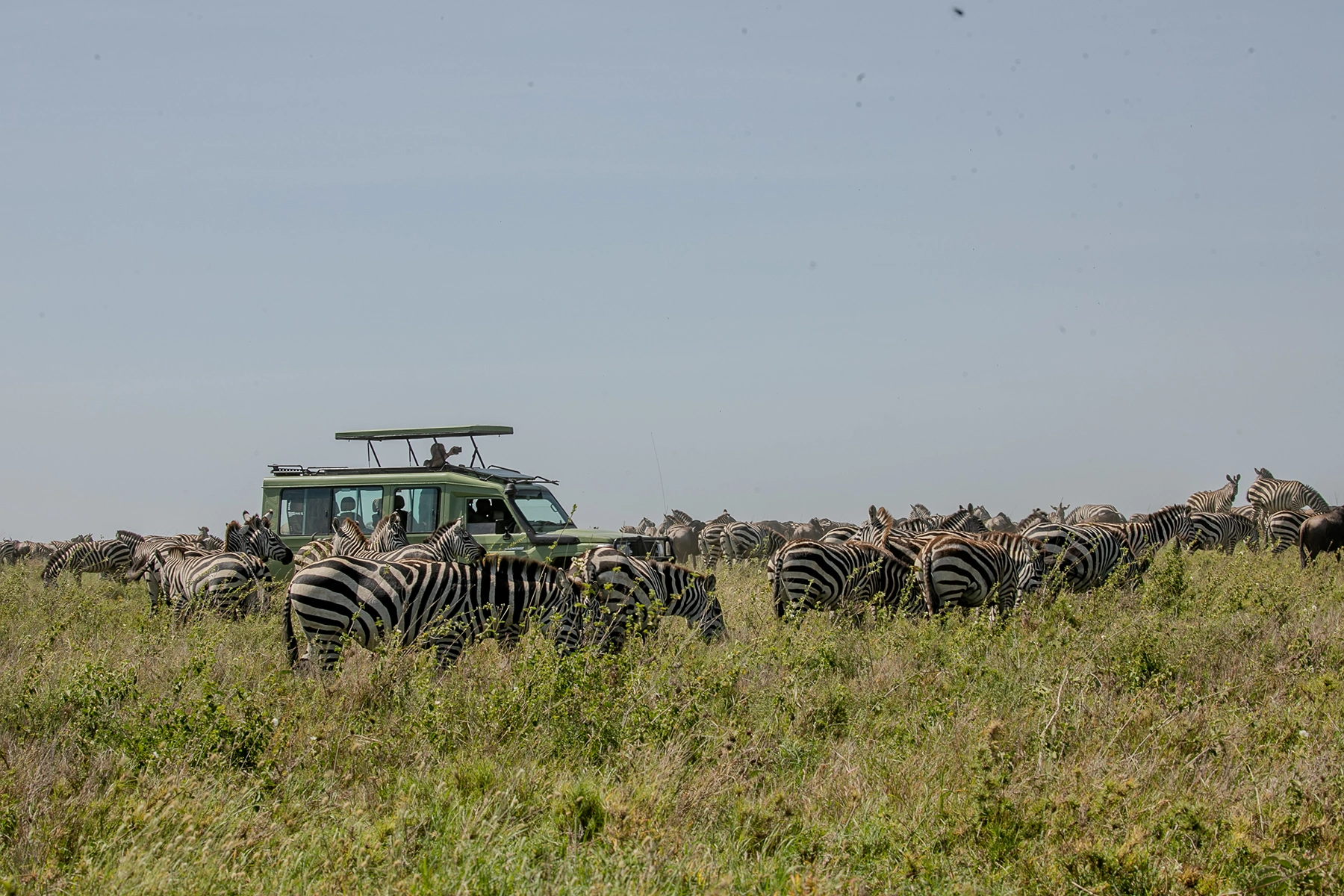 Observe Serengeti zebra during game drive