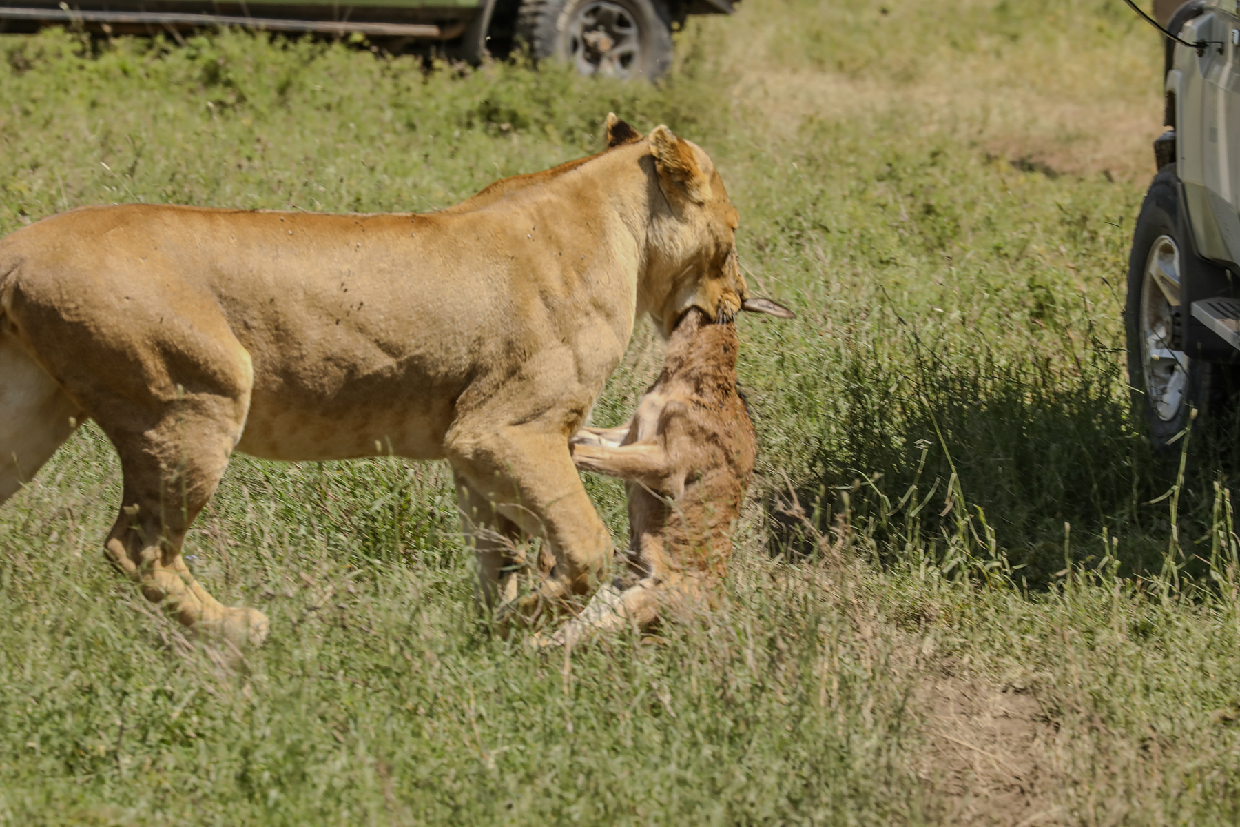 Lion carrying a prey