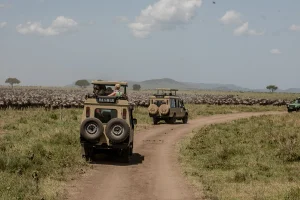 Game drive in serengeti national park