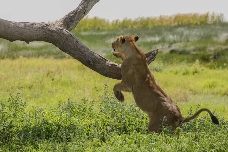 10 Days Tanzania Safari and Zanzibar Beach Holiday