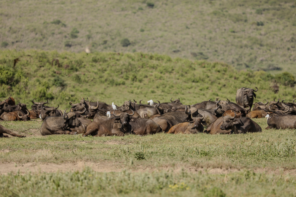 Ngorongoro Highlands to Central Serengeti