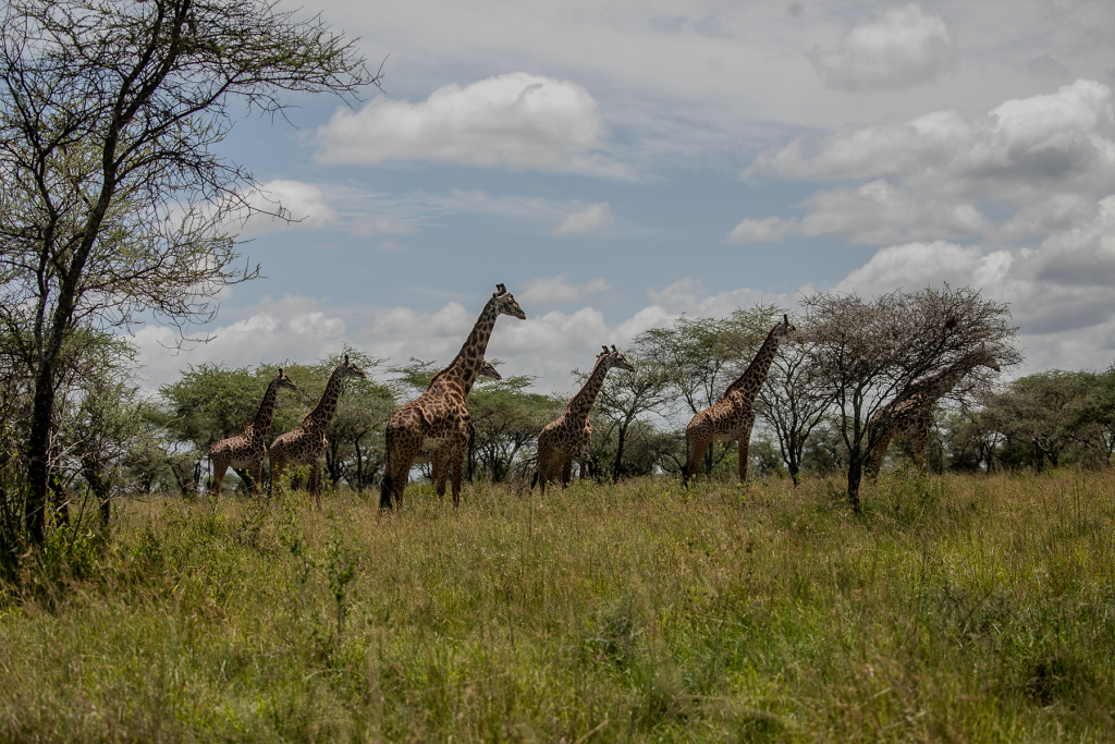 <strong>Full-Day Central Serengeti Safari</strong>