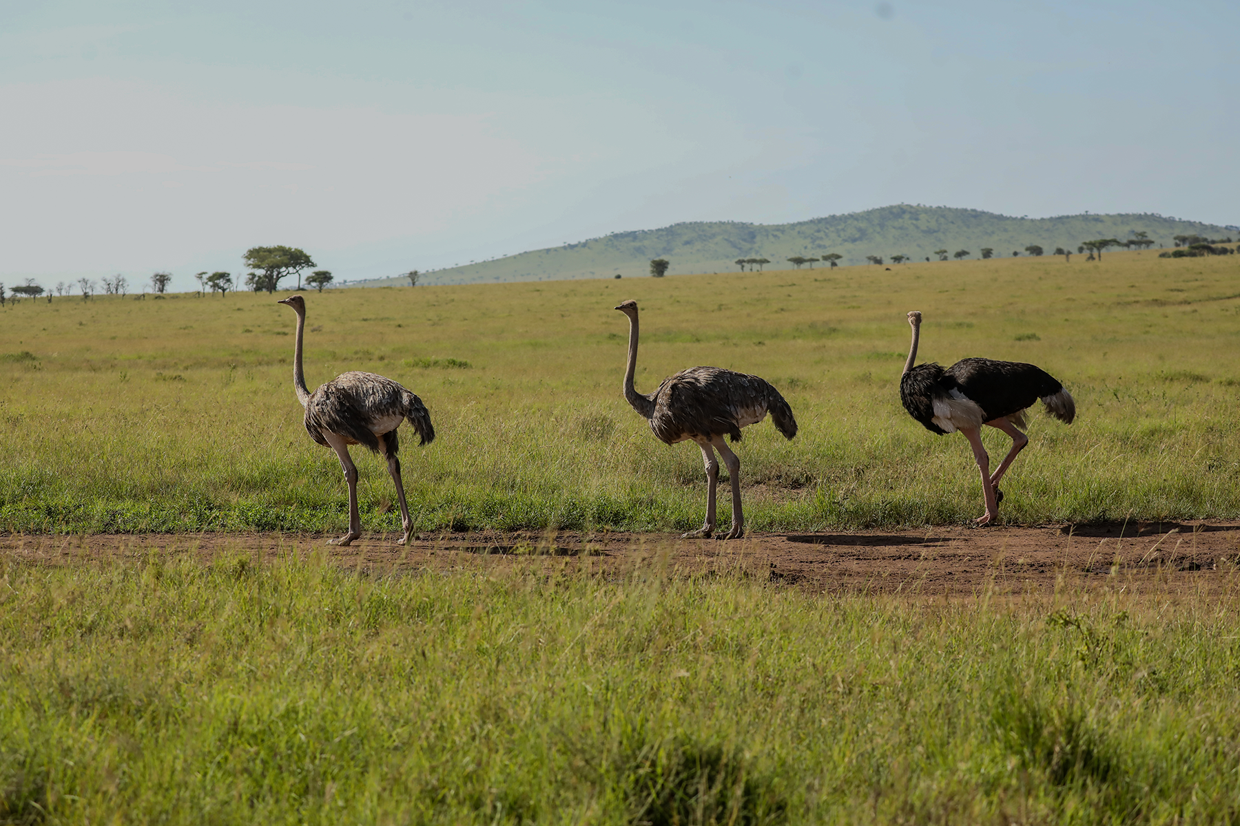 Ostrich in the wild