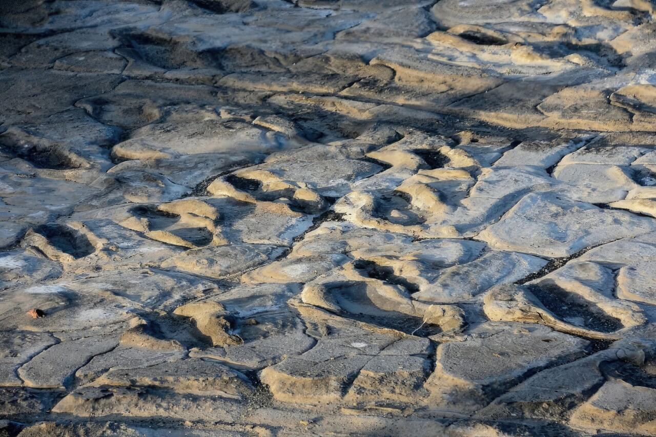 See ancient fossil footprints
