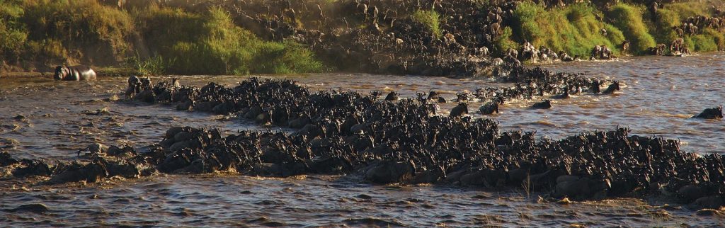 Southern Serengeti and Ndutu Migration Safari
