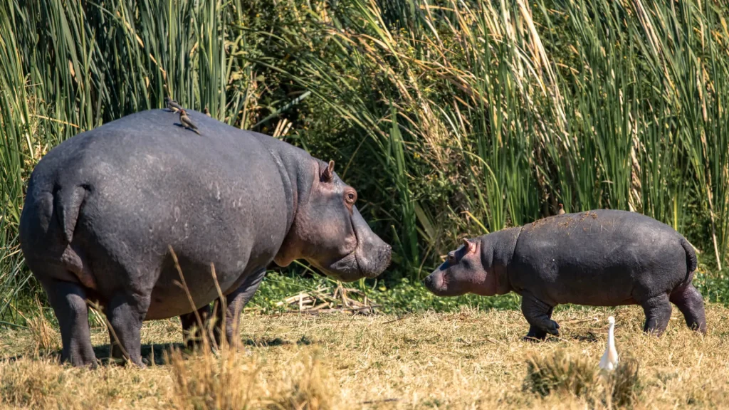 14 Days Young Adults Northern Tanzania Adventure Safari