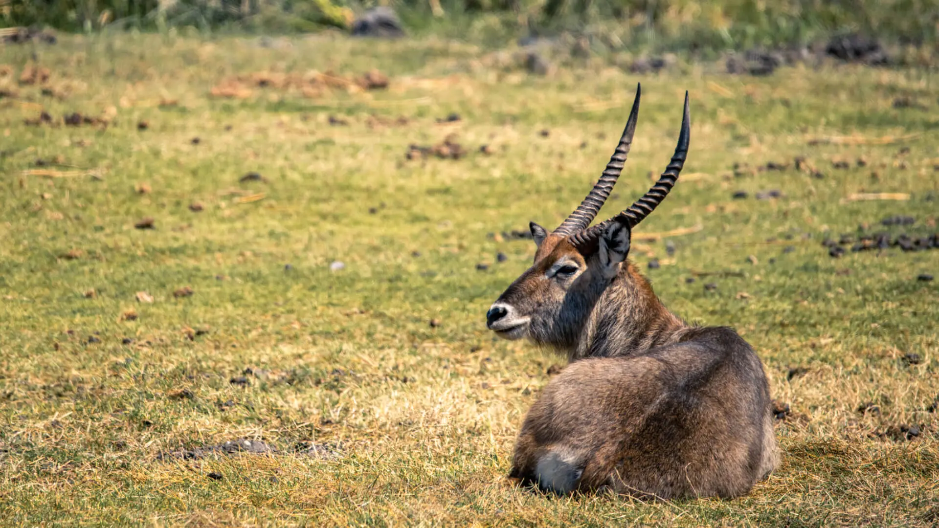 Ngorongoro Wildlife Safari