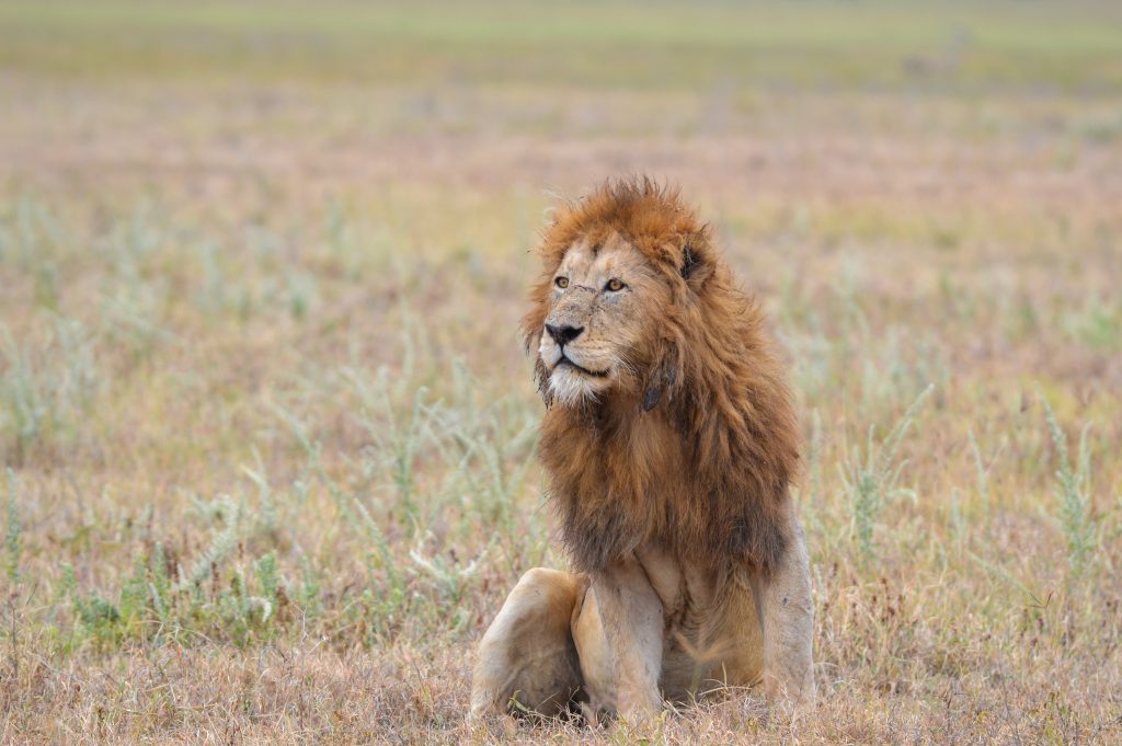 Arusha to Tarangire National Park