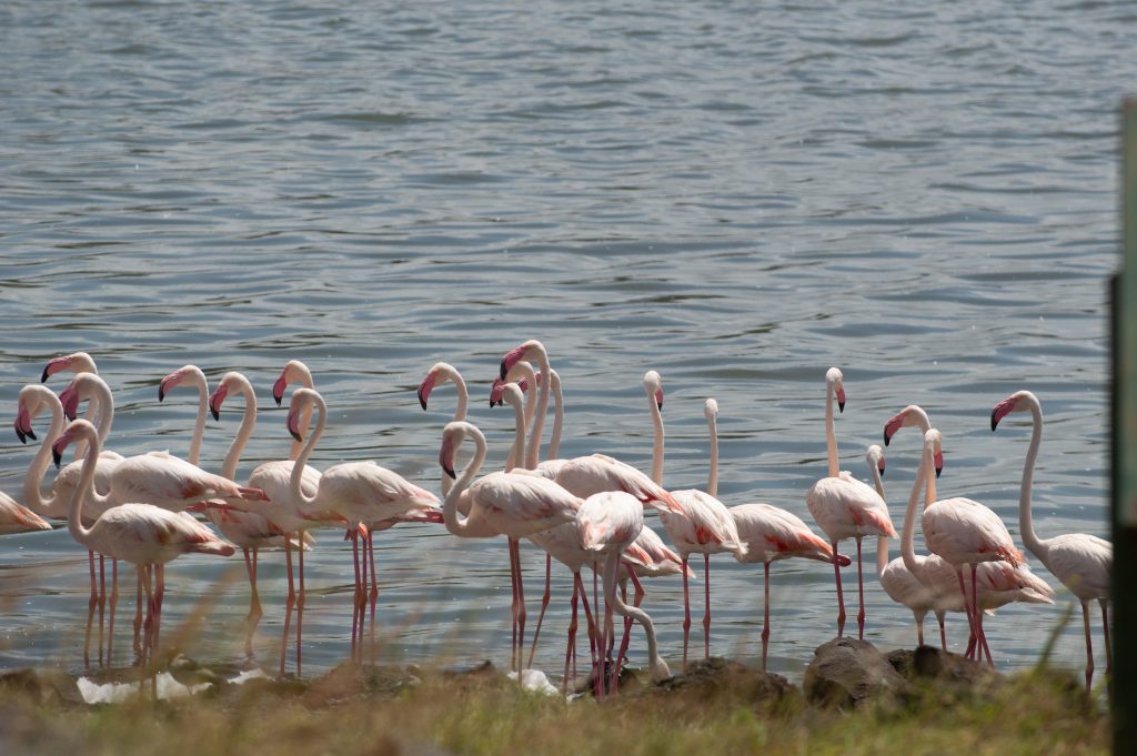 Lake Manyara National Park Safari
