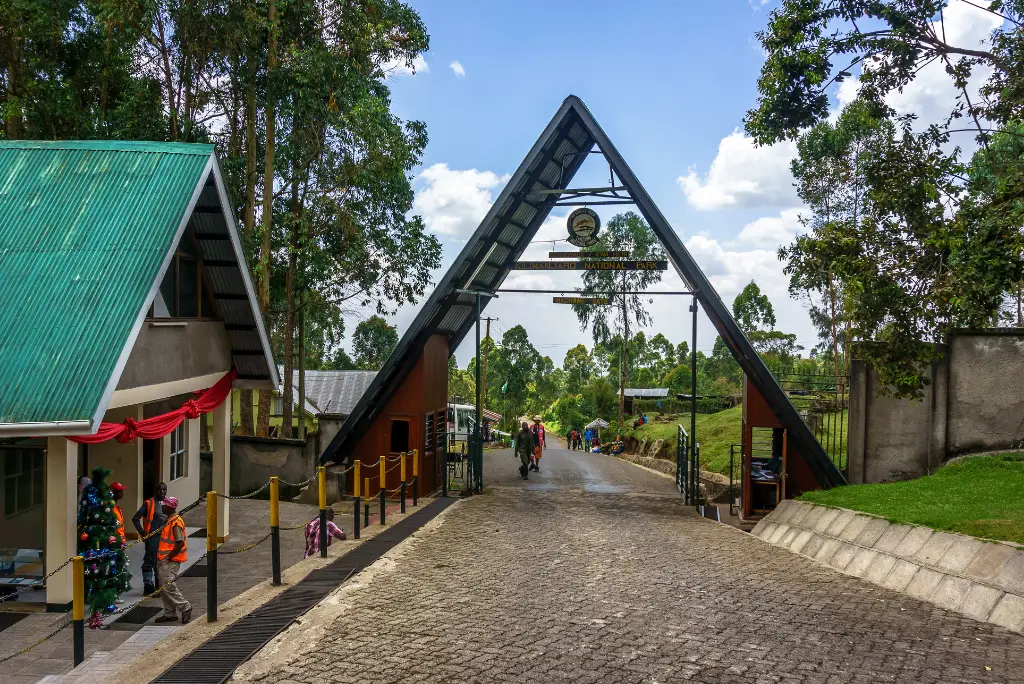 Horombo Hut to Marangu Gate