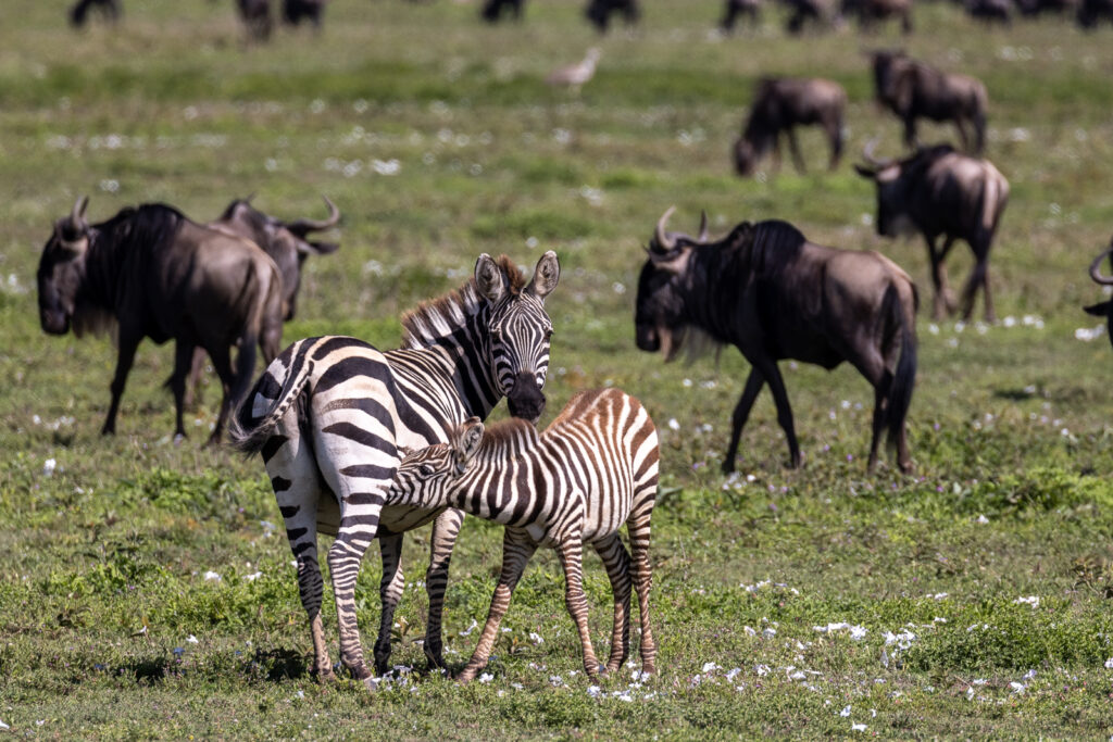 Southern central serengeti