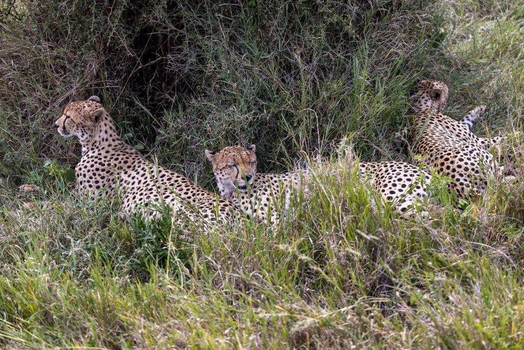 Full-Day Central Serengeti Safari