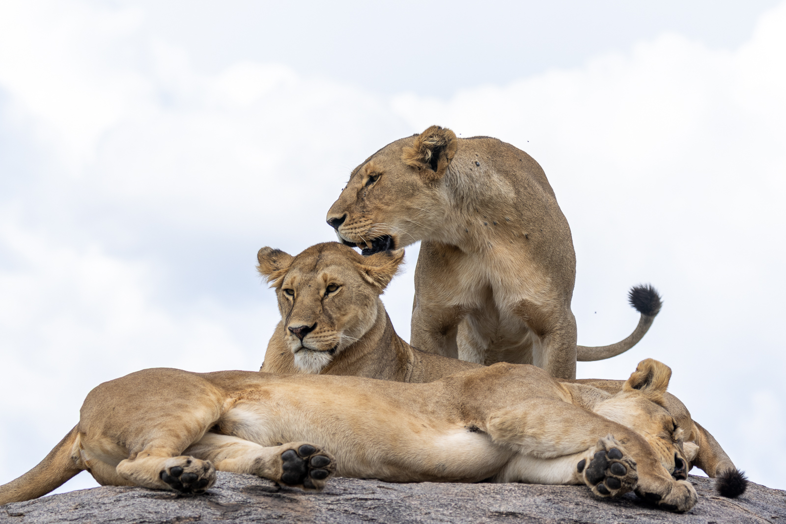 Central Serengrti Lions during the calving season