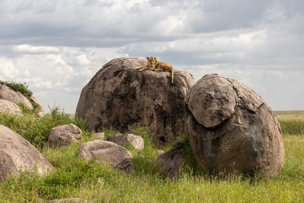 Central Serengeti to Ndutu