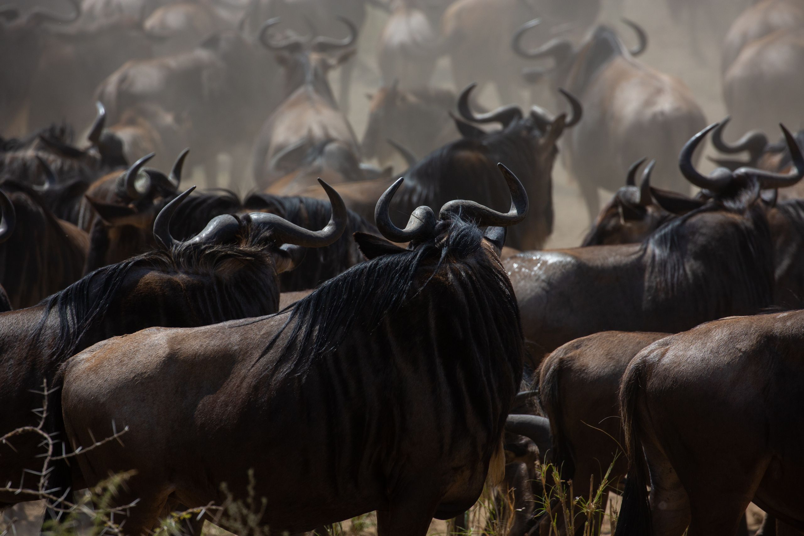 A dramatic image of a wildebeest herd migrating through the savanna, showcasing wildlife in motion.