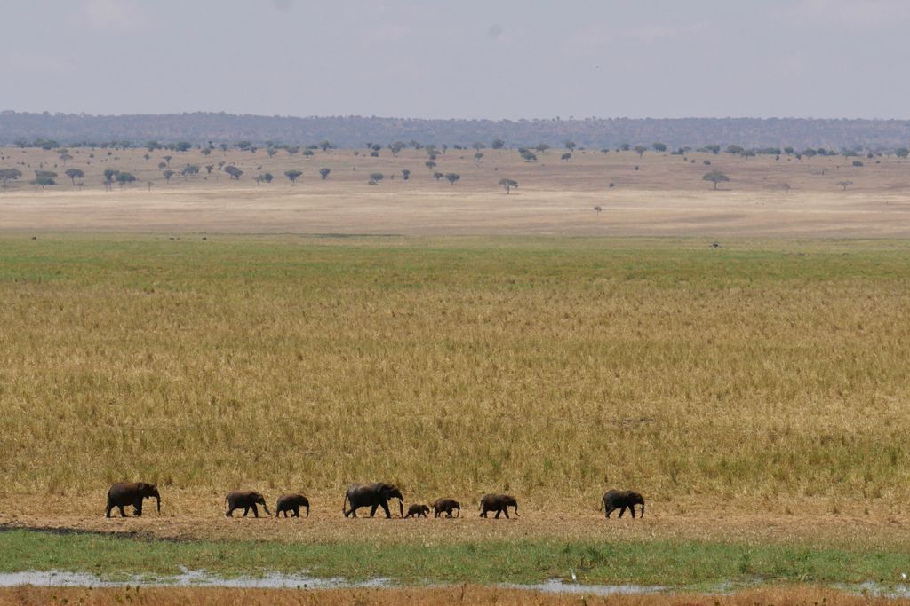 Arusha to Tarangire National Park