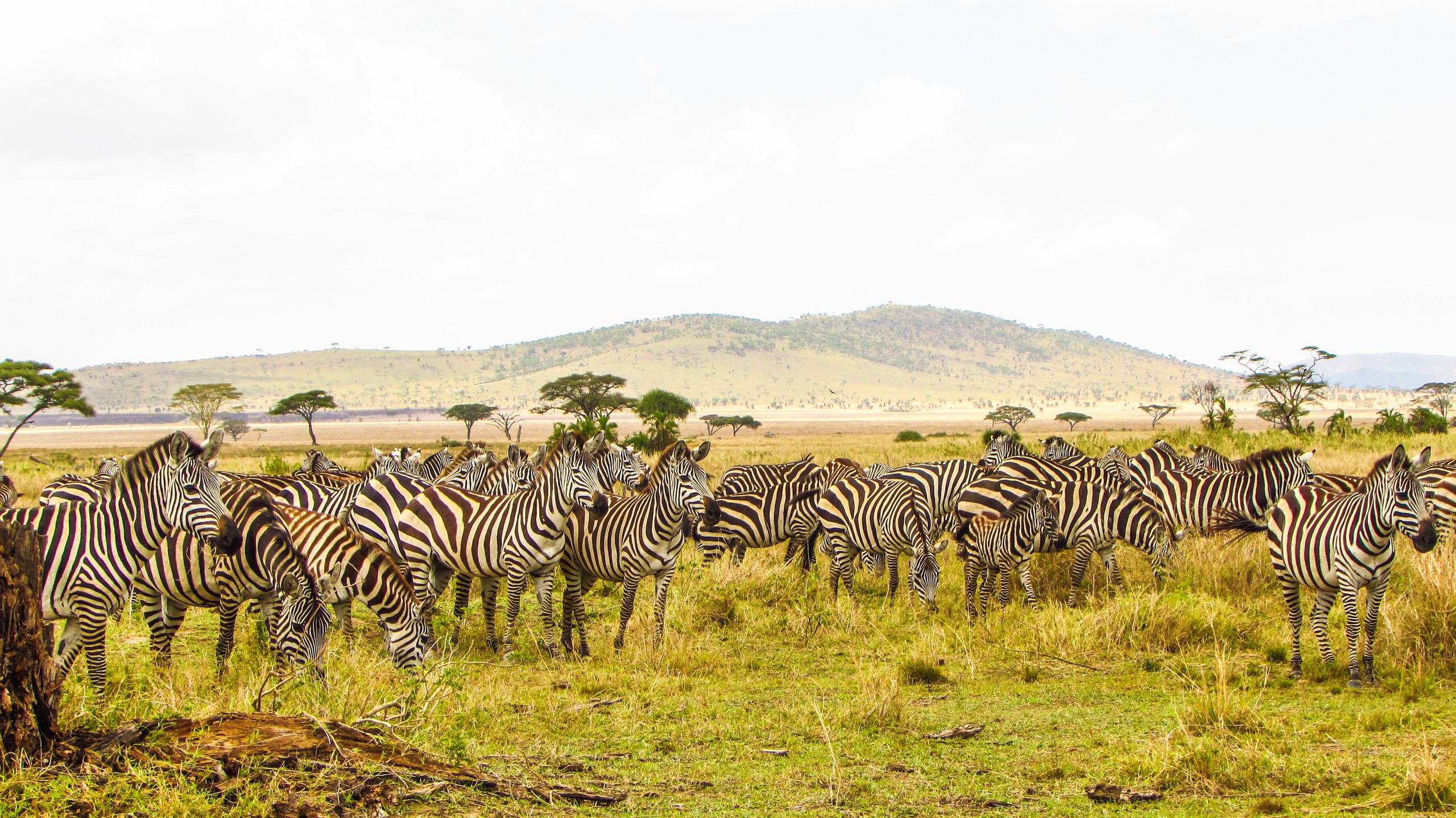 A herd of zebras grazing in the Serengeti plains of Tanzania under a bright sky.