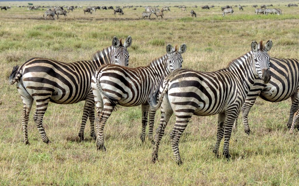 8 Days Classic Tanzania Highlights Safari