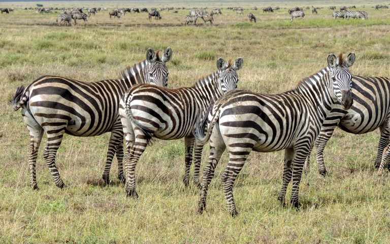 8 Days Classic Tanzania Highlights Safari